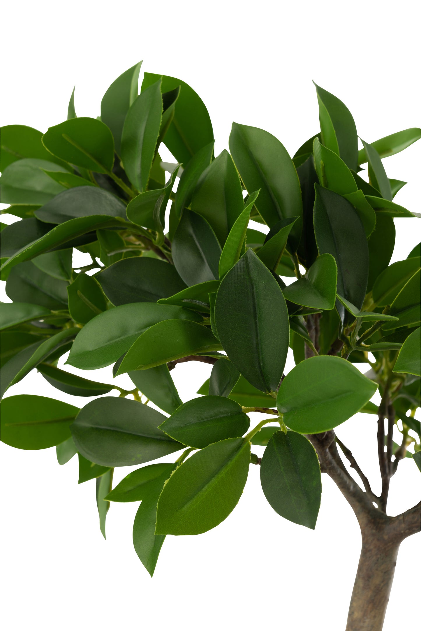Japanse Vijg Ficus Boom In Pot Plastiek Groen/Zwart Small