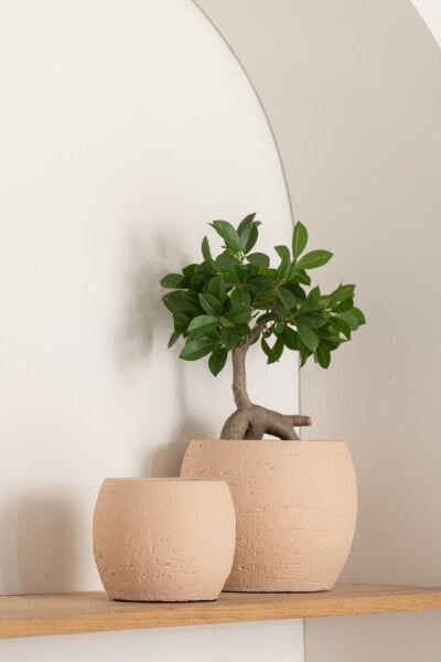 Japanse Vijg Ficus Boom In Pot Plastiek Groen/Zwart Small