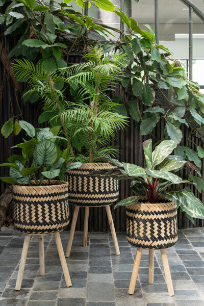 Peacock Plant In Pot Plastiek Groen