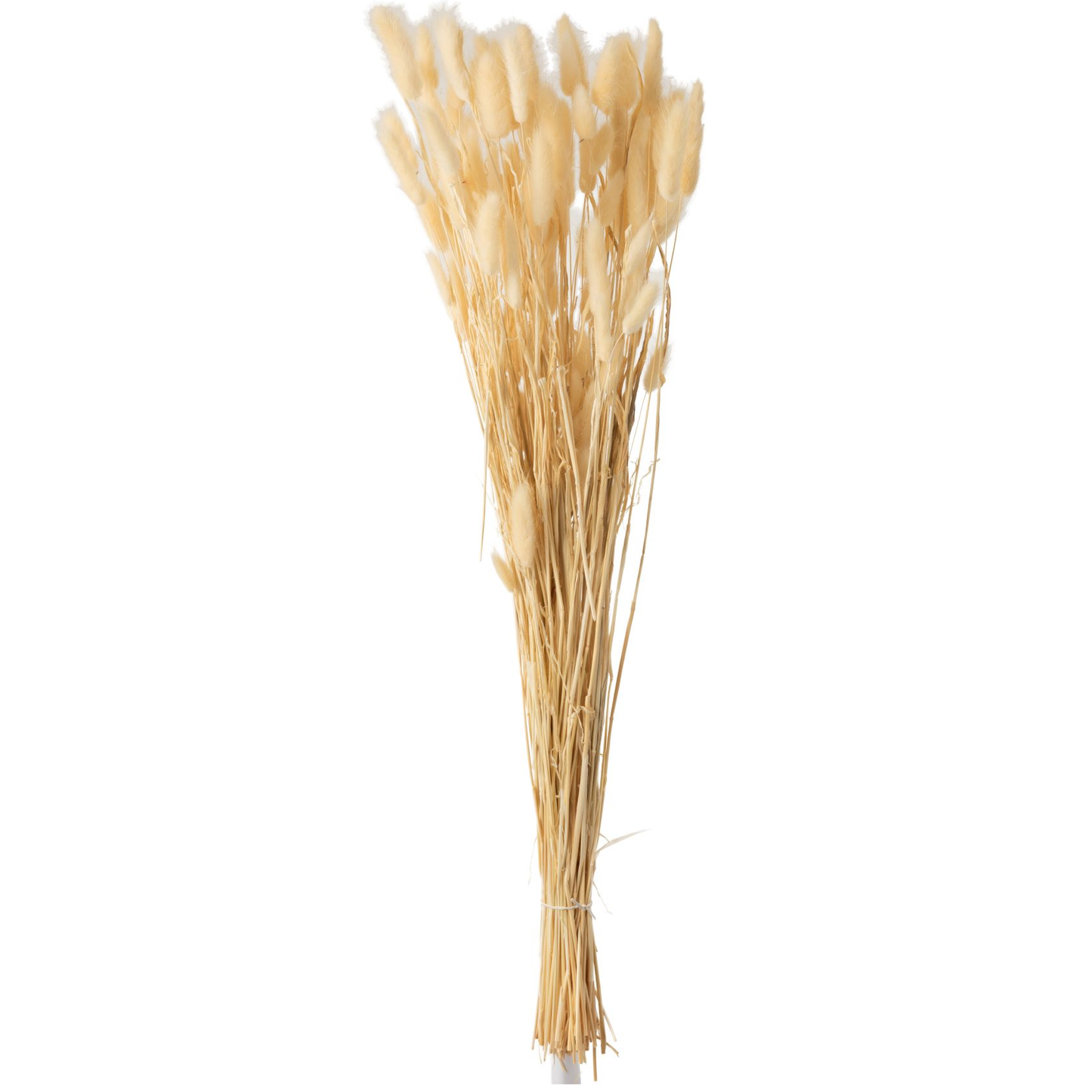 Bundle Plume Queue de Lièvre Séchée Beige