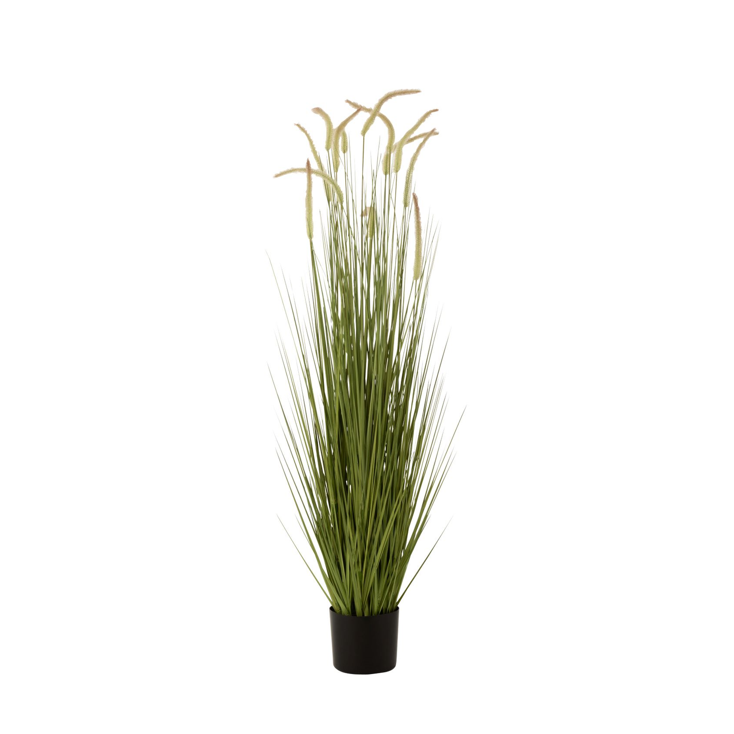 Graminées+queues en pot plastique vert grand