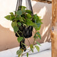 Kopie van De Macrame Planthanger - Zwart - L