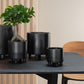 Japanese Fig Ficus Tree In Pot Plastic Green/Black Small 