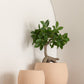 Japanese Fig Ficus Tree In Pot Plastic Green/Black Small 