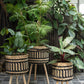 Plante Pothos En Pot Plastique Vert 