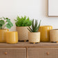 Succulente/Aloe Vera/Lotus+Pot Vert Mélamine Blanc Petit Assortiment De 3 