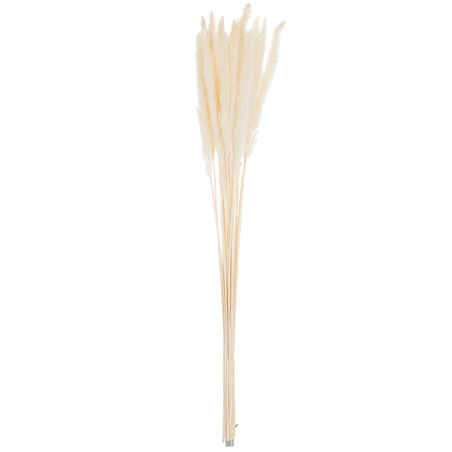 Fagot Plumes Fine Miscanthus Floridulus Crème Séchée 